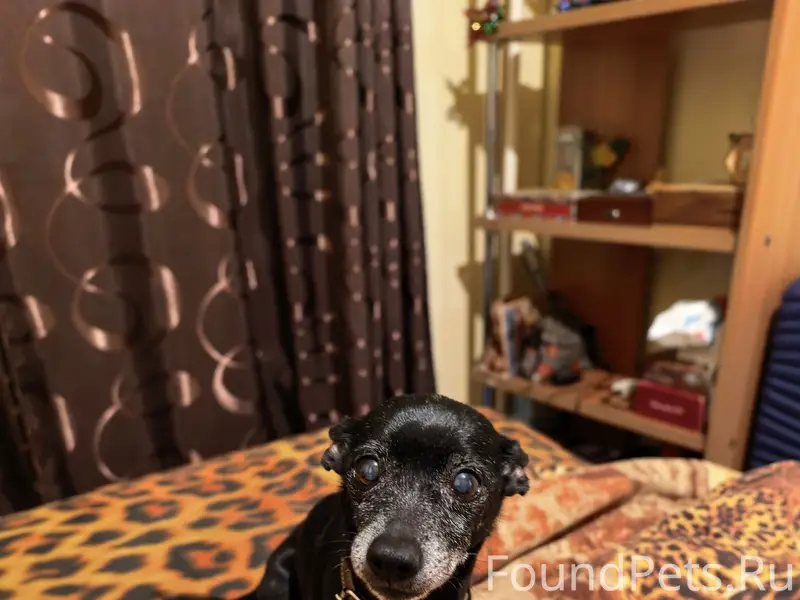 Пропала собака Боня