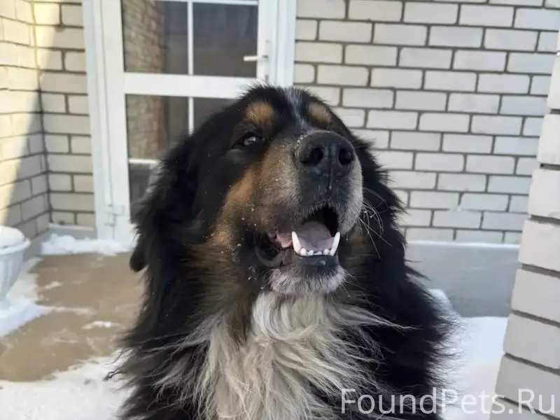 Пропал кот Кузя, район Пажа