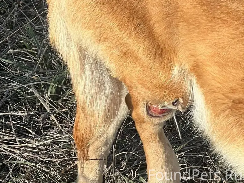 Найдена собака с переломом, требуется помощь