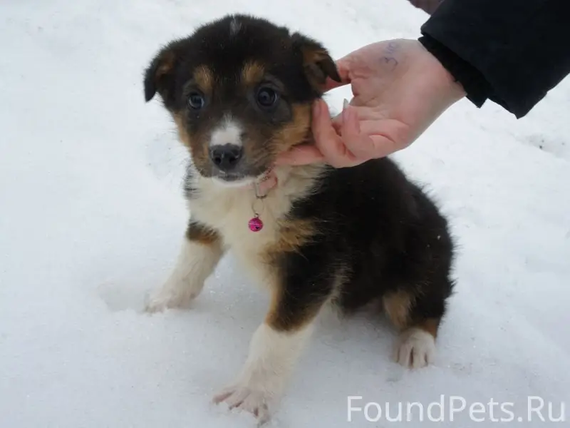 Найдены щенки, Пенза