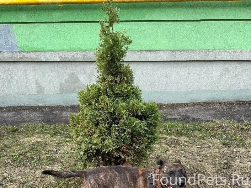 Пропал Джек, район Ракитовского шоссе