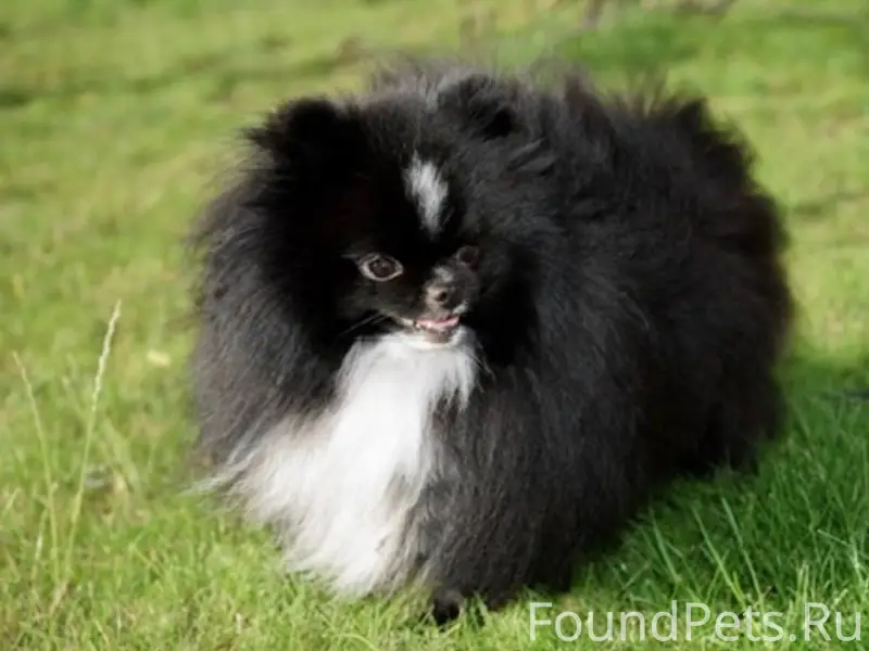 Пропал Маугли, район школы №198