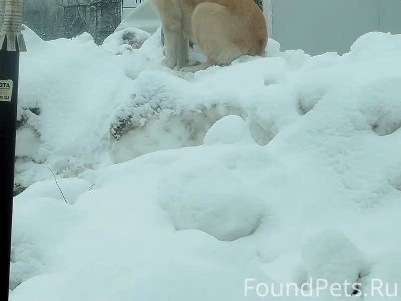 Найден крупный пёс в ошейнике, Партизанская
