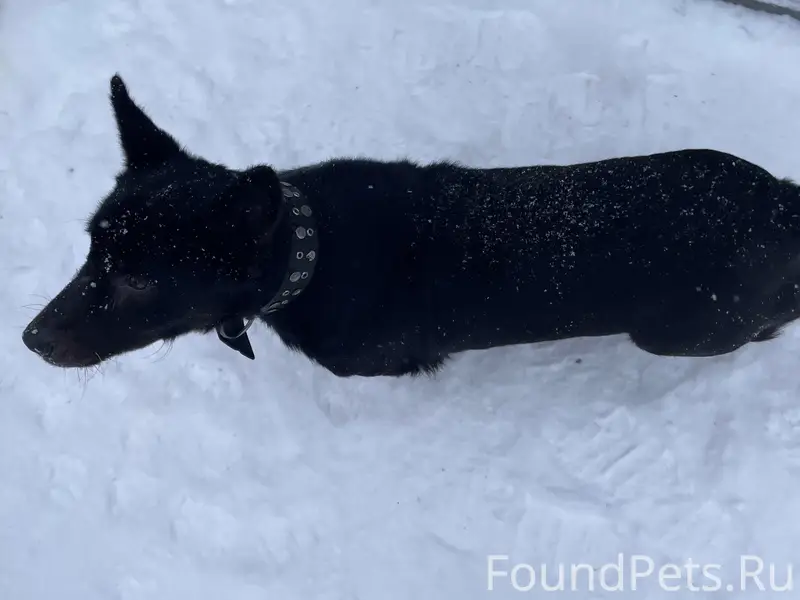 Пропал пёс Дик, район Горьковской улицы
