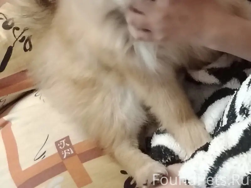 Пропала собака шпиц, район стандартных домов на гидромаше