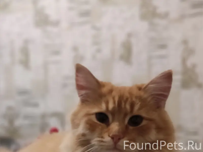 Пропал рыжий кот Федя, ул. Матросова