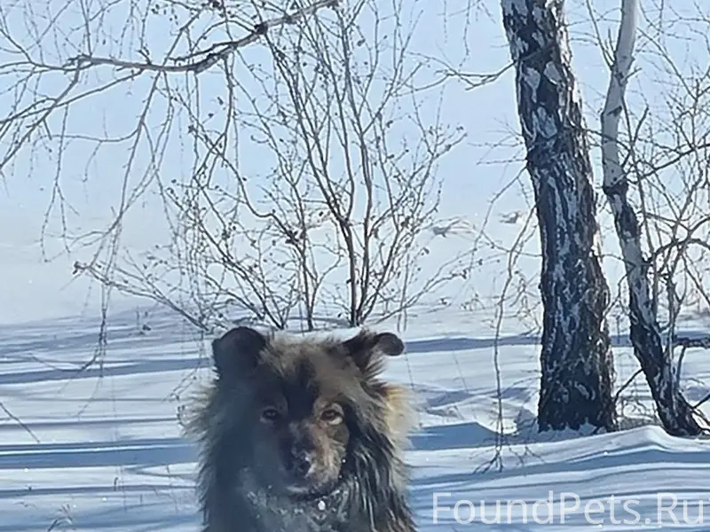 Найден а домашний пёс с коричневым ошейником, трасса Азово-Омск