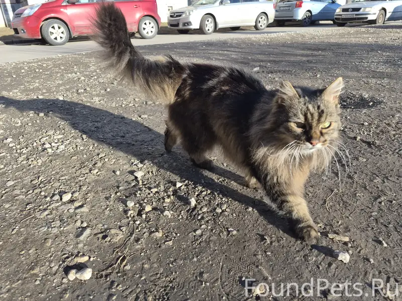 Найдена кошка, Рижский 95