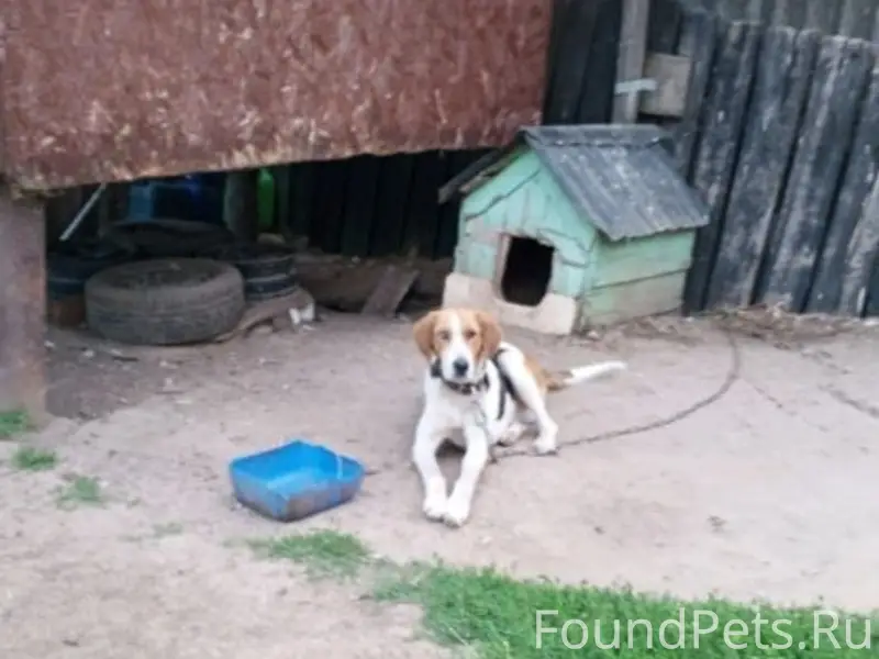 Пропал Дон, крупная охотничья собака, Кораблино