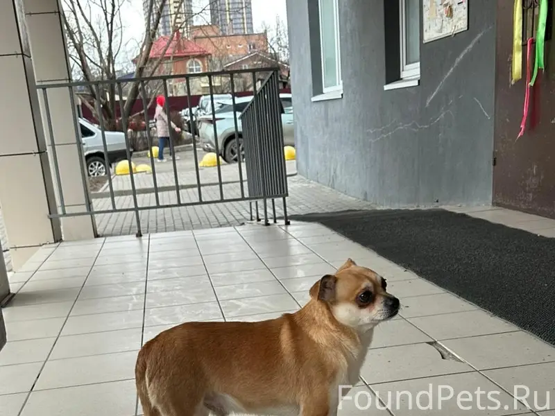 Найден тип собака, Ворошиловский район