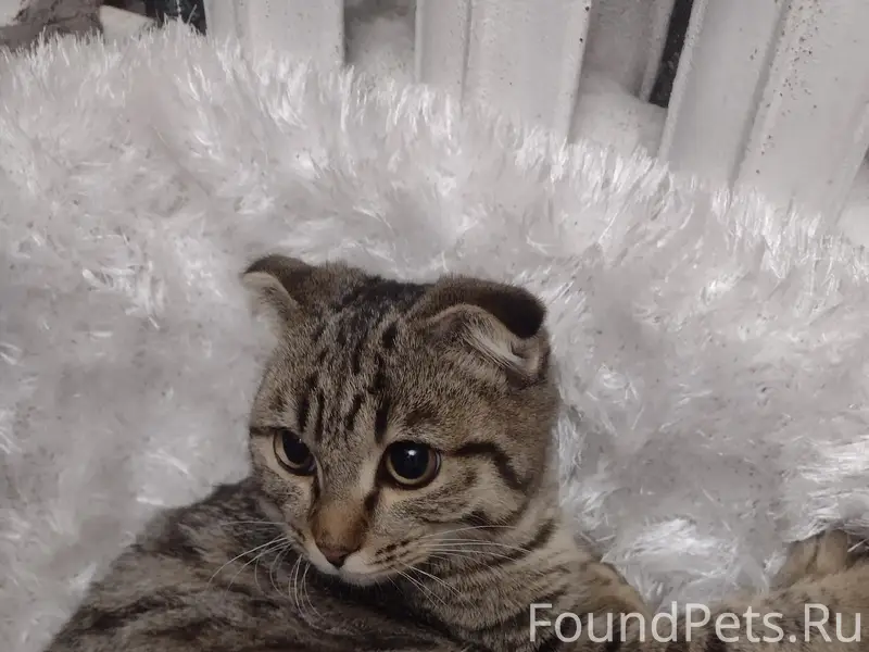 Найдена кошка, Радуга