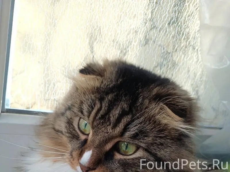 Пропал кот Мерс, Алапаевск