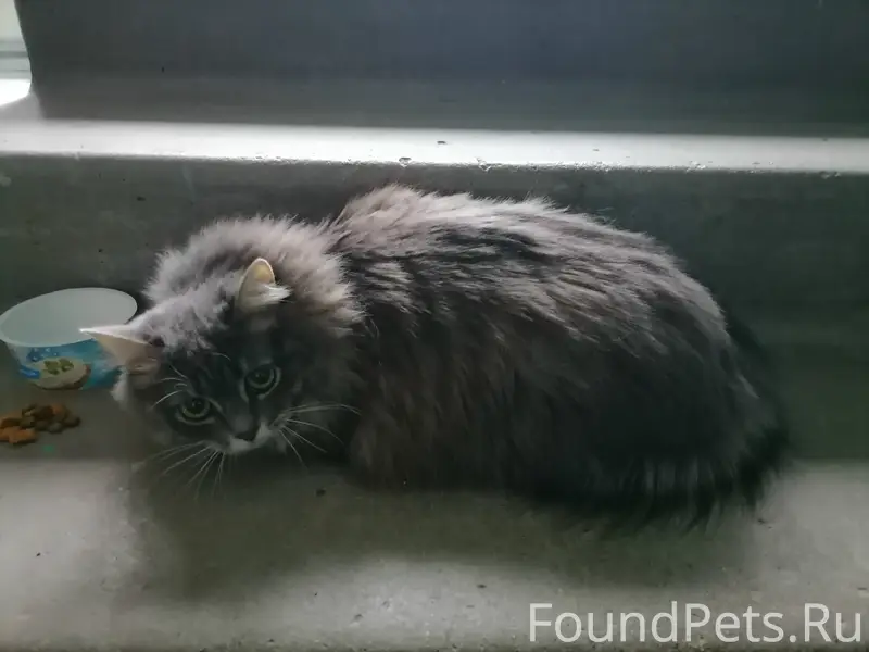 Найдена кошка, Екатеринбург, Колмогорова 67
