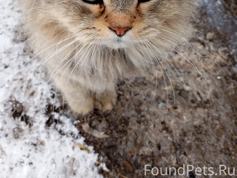 Найден кот, Киндяковка