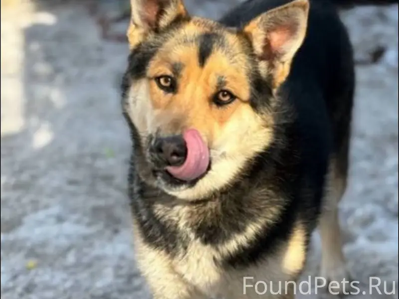Пропала собака Джесси, посёлок Вознесение