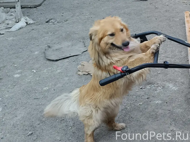 Пропал пес Джульбарс, Рокицанской