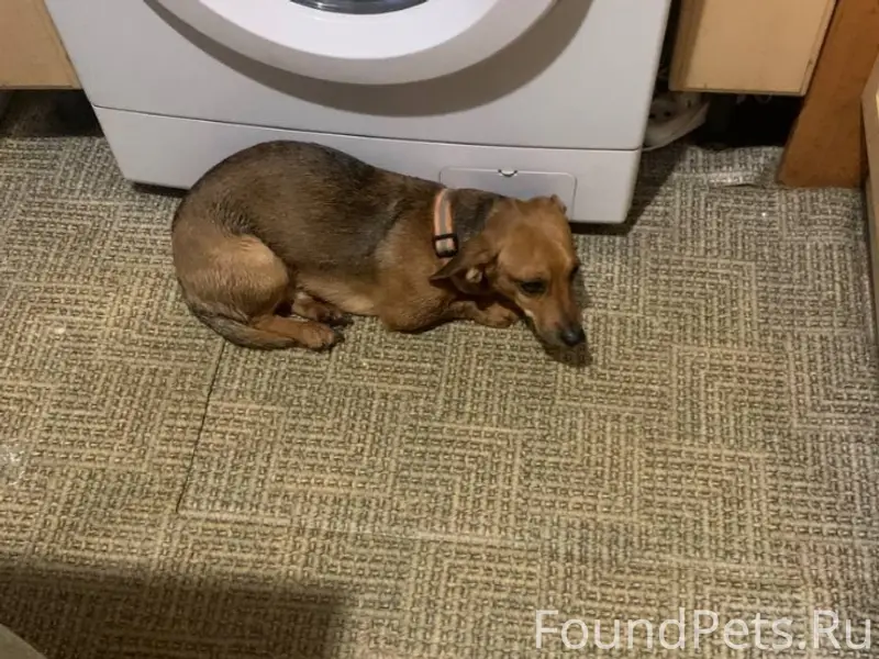 Найден пёс, район Премудрова