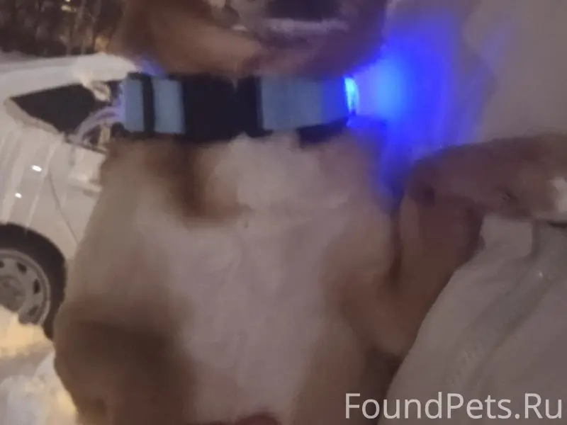 Найден тип собака, район ул. Галиуллина