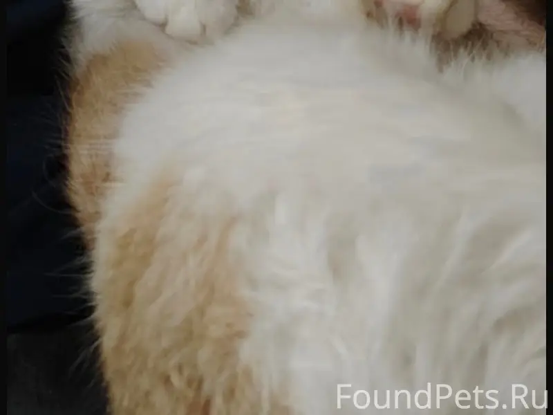 Пропал рыжий кот, город Шуя