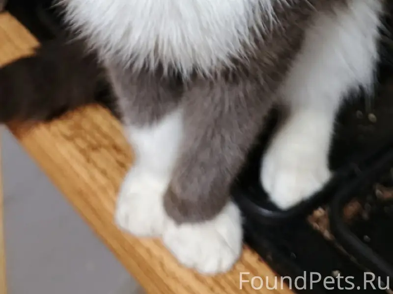 Найден кот, Шпальник