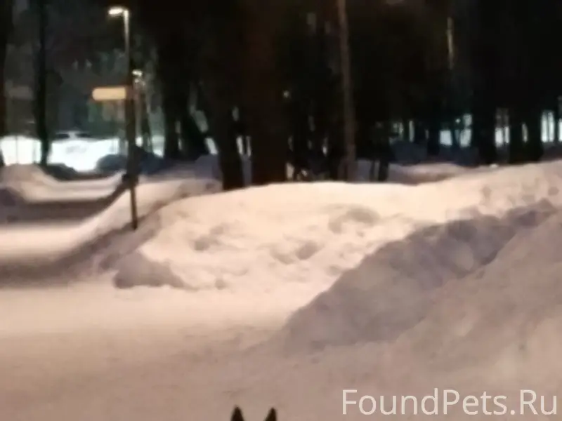 Найден пёс, парк Питомник