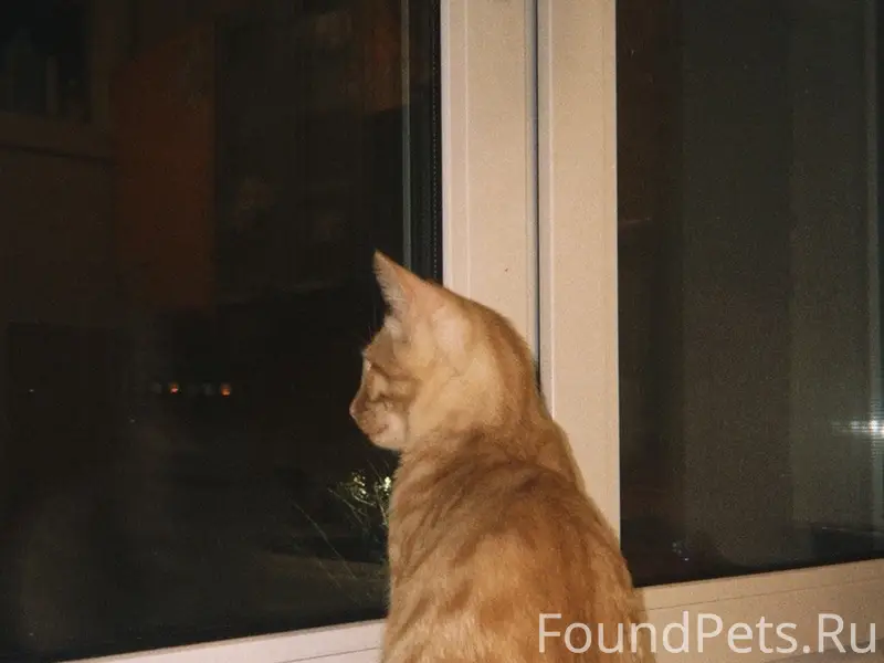 Пропал кот Прайсик, Дедовск