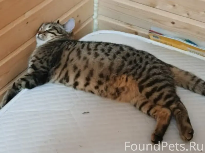 Пропал кот Барсик, Коровино