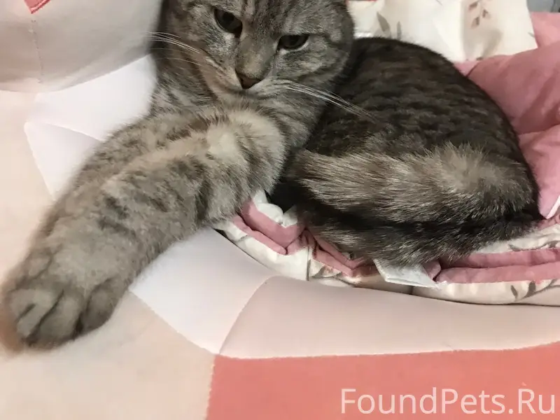 Пропал кот Пуша, улица Дзержинского