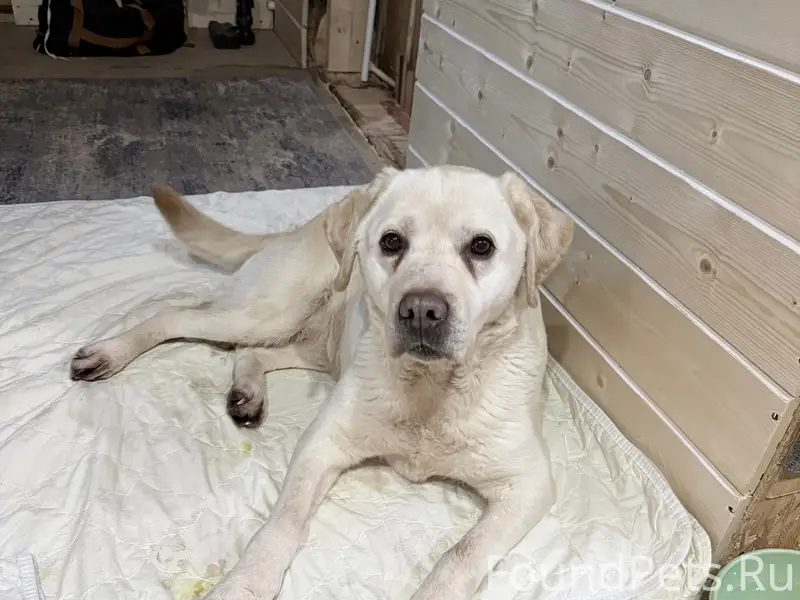 Найден кобель, Слип