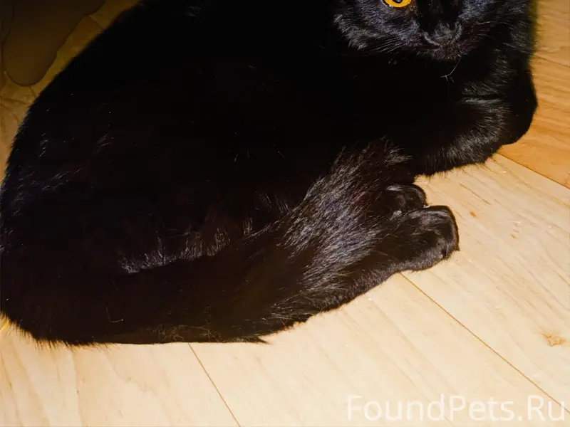 Найдена кошка, улица Пузакова