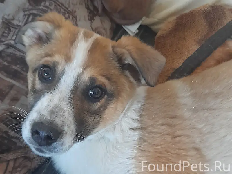 Найден щенок Марс, деревня