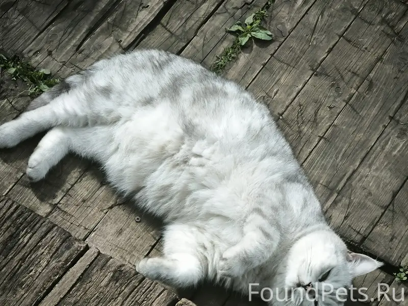 Пропал кот, район ул. Декабристов