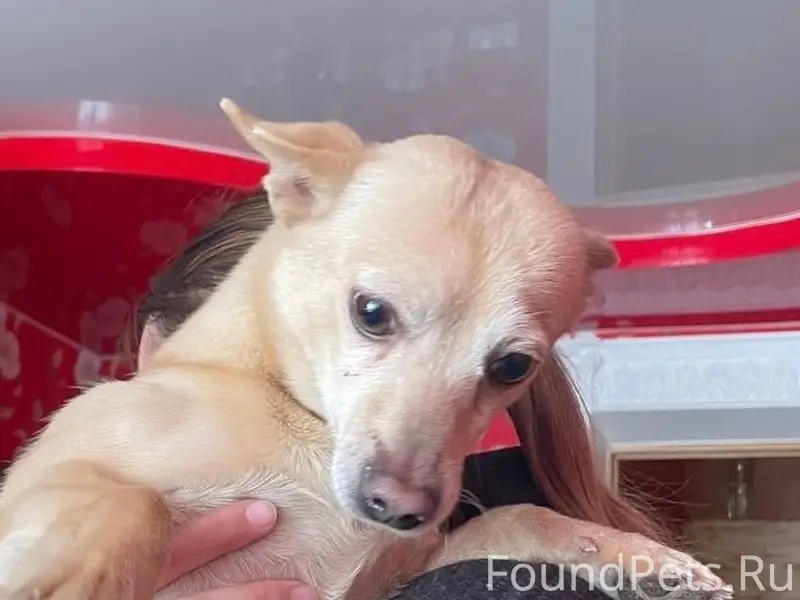 Пропал Жорик, собака с ошейником, Нижняя—Верхняя Берёзовка