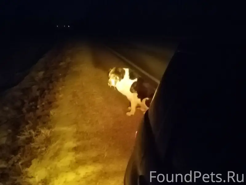 Найден пёс, волочит задние лапы, перед селом Городок