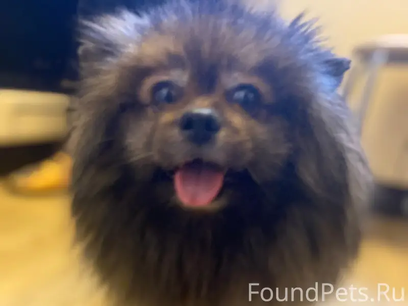 Найден шпиц, район Лобова 9/4