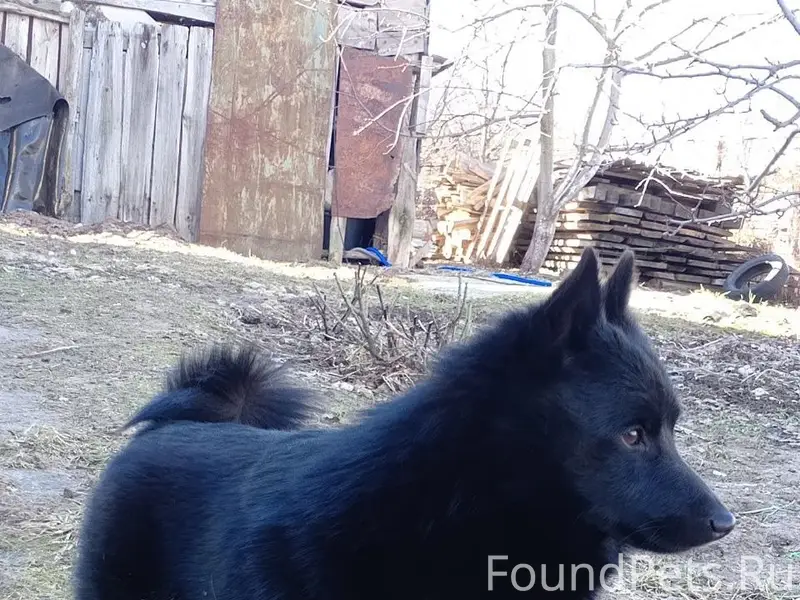 Пропал Схипперке Тиба, Павловский район