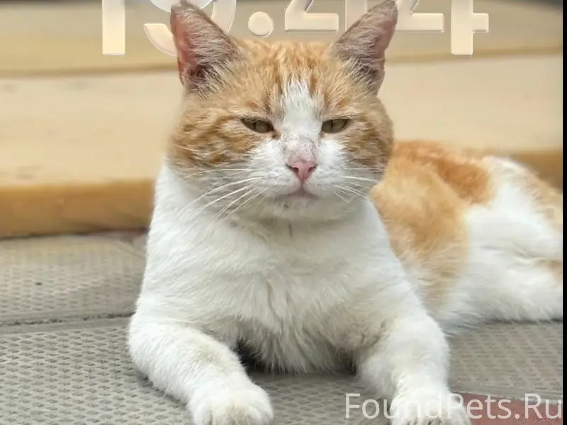 Пропал кот Антон, район Виноградный, Лабинск