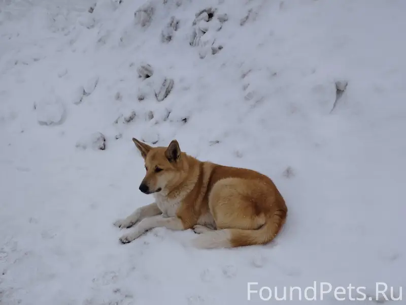 Найден пёс, Вологда, Конева