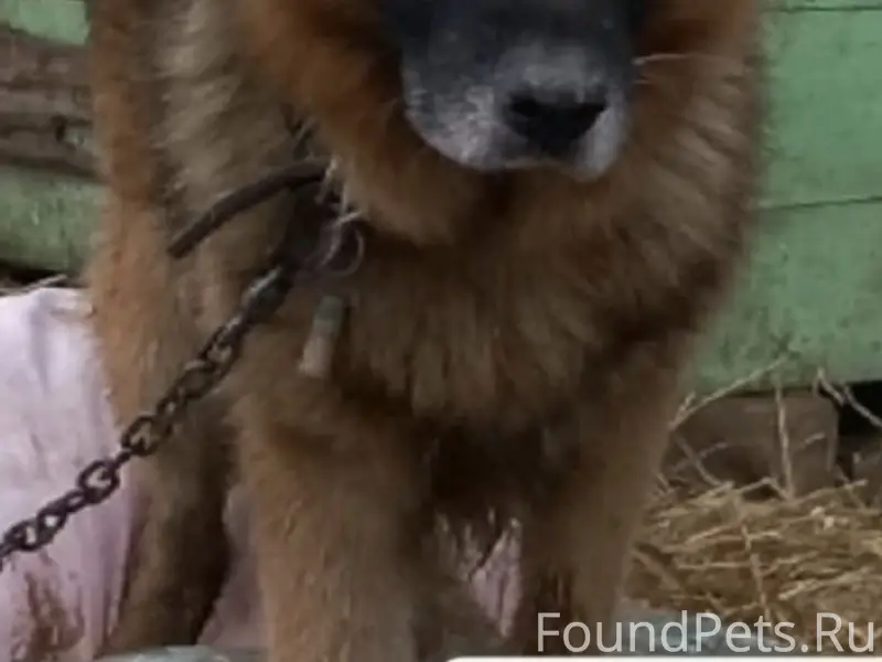 Пропал кобель Немецкая овчарка Ред