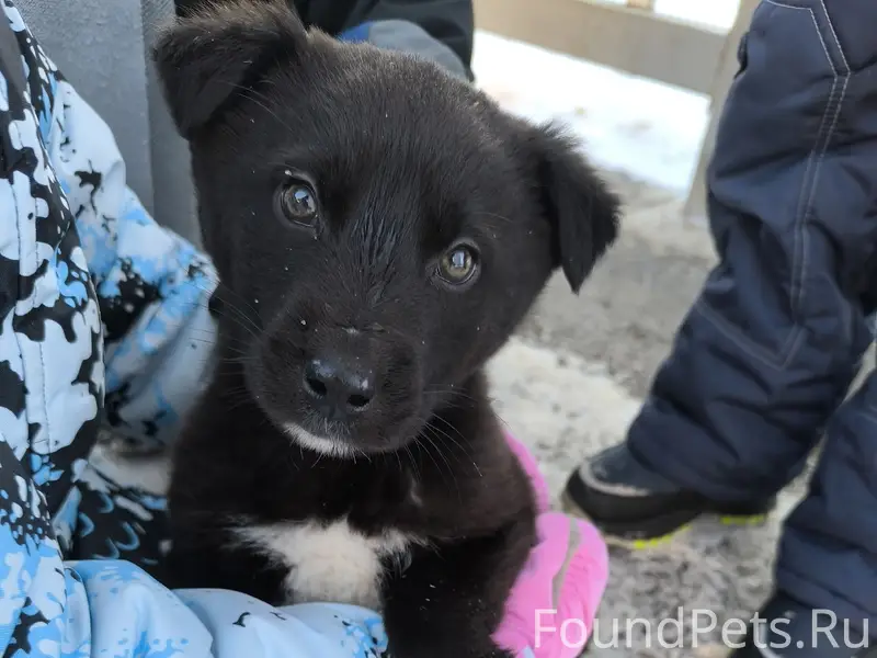 Найден чёрный щенок, остановка Берег