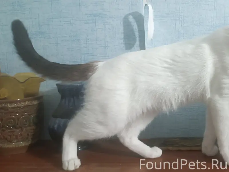 Найден кот, Карла Маркса 55
