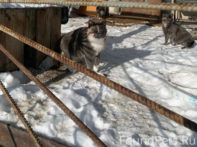 Найдены кошки, улица Республики