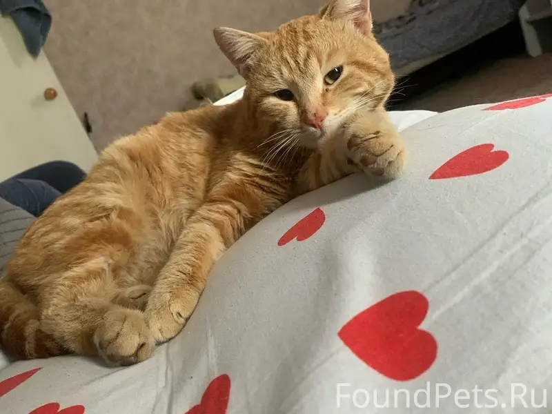 Пропал кот, красный ошейник, р-н Чапаева