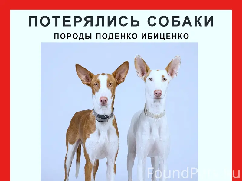 Пропали поденко ибиценко, Можайск, Подмосковье