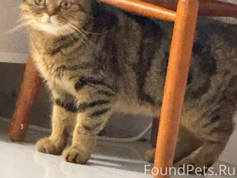 Найдена кошка Диана, Кстовский район