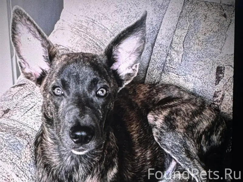 Пропал щенок Честор, район Роза Люксембург