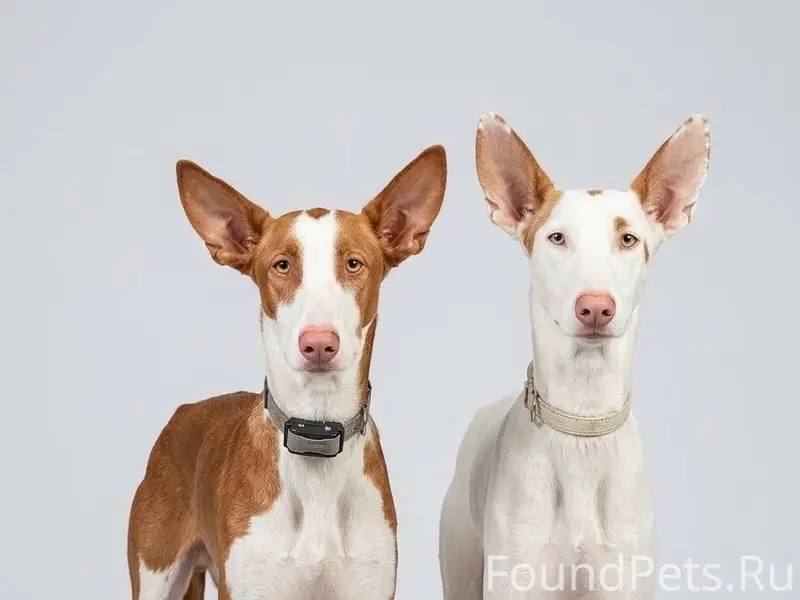 Пропали две поденко ибиценко, Можайский район