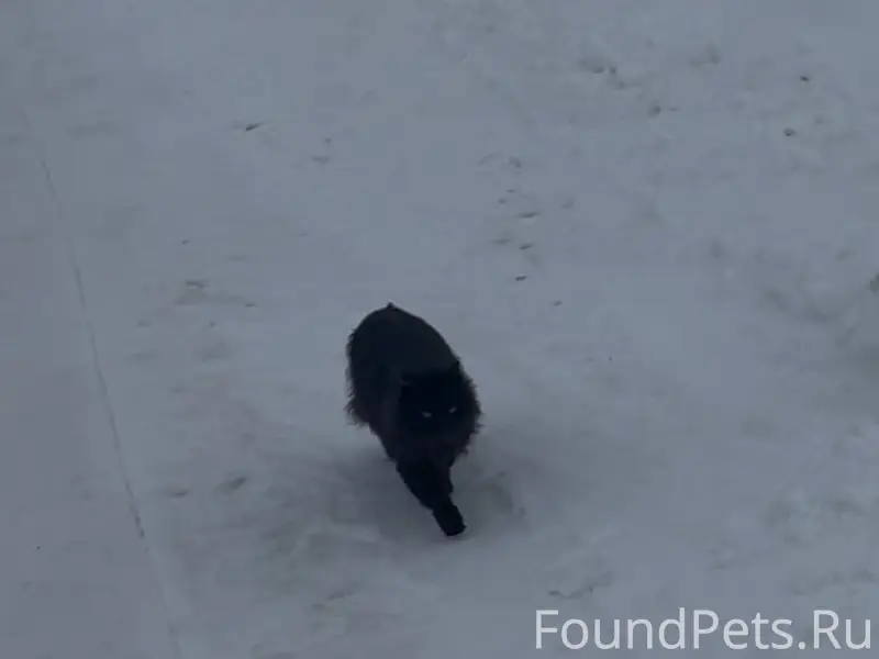 Пропала кошка Муська, Первомайский район