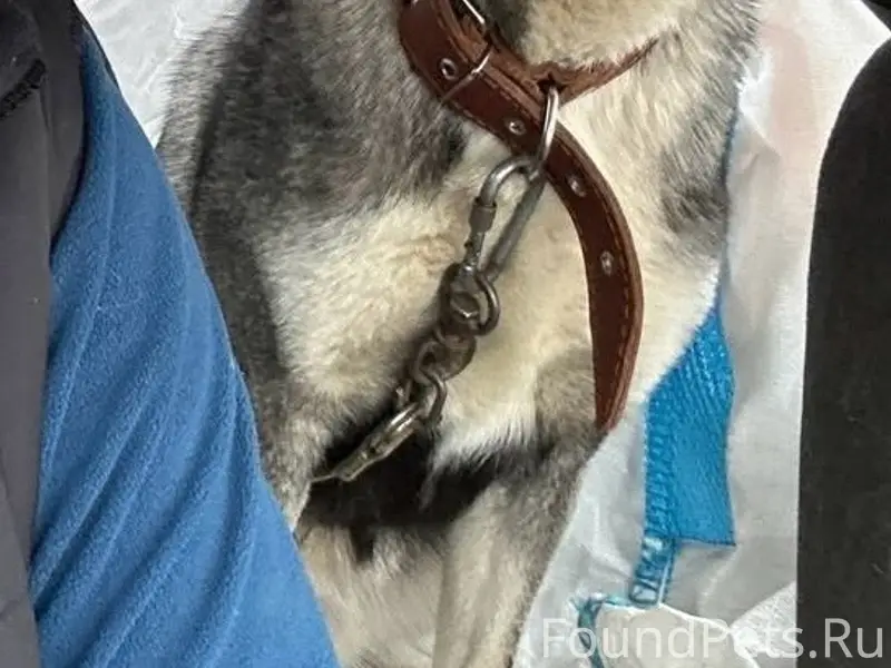 Пропала собака Рона, улица Боровская