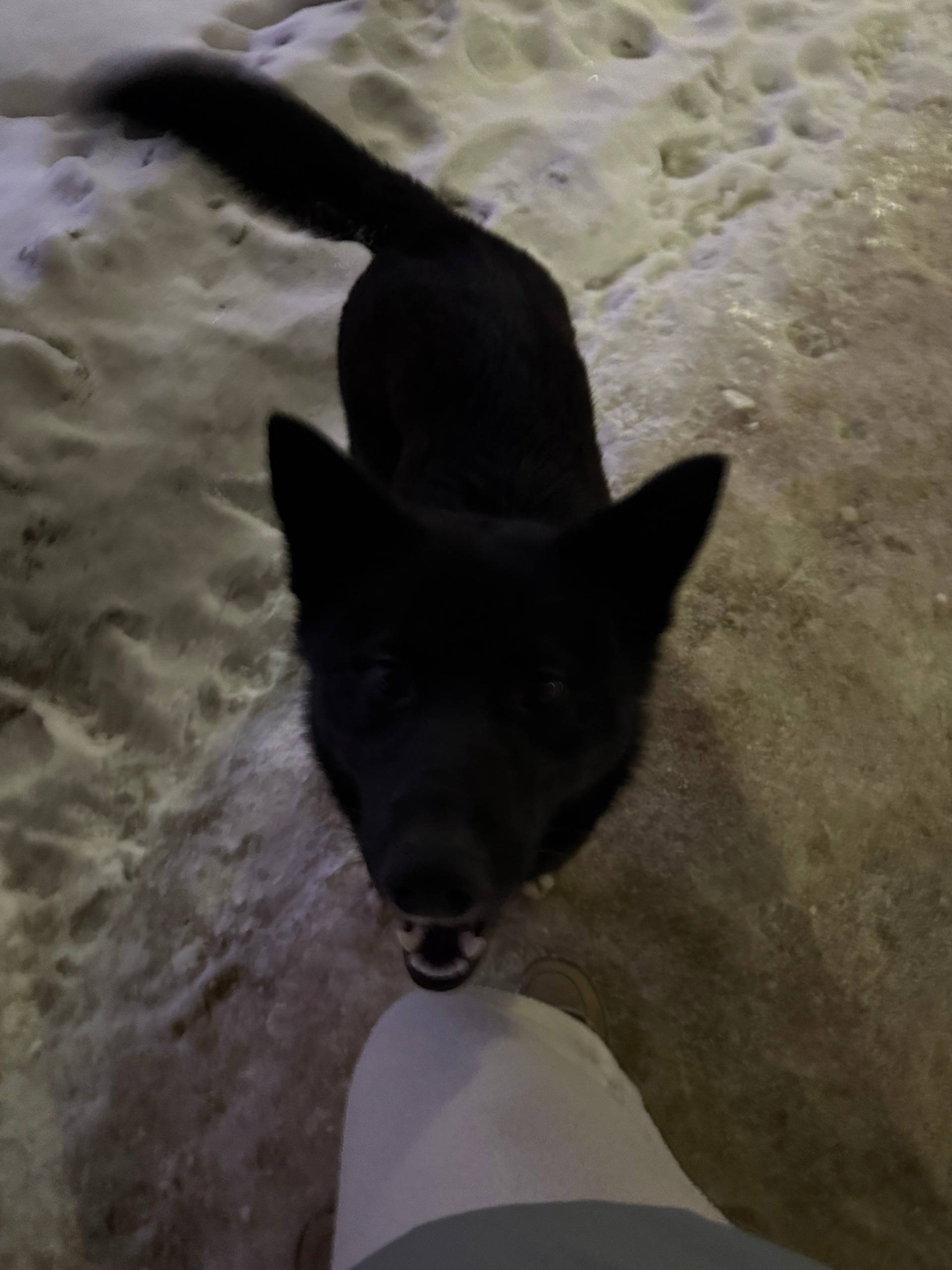 Найден домашний пёс с розовым шариком на ошейнике, Гороховая 20